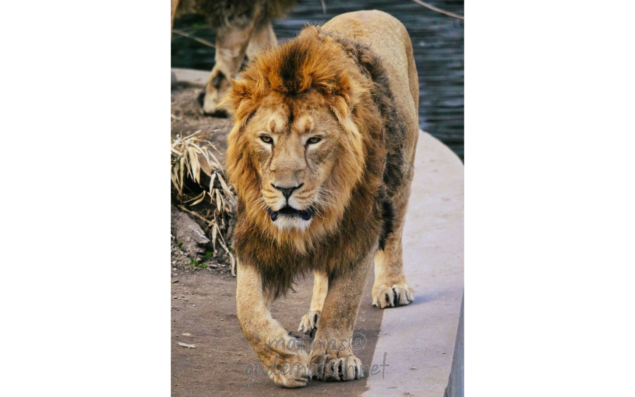 Animals