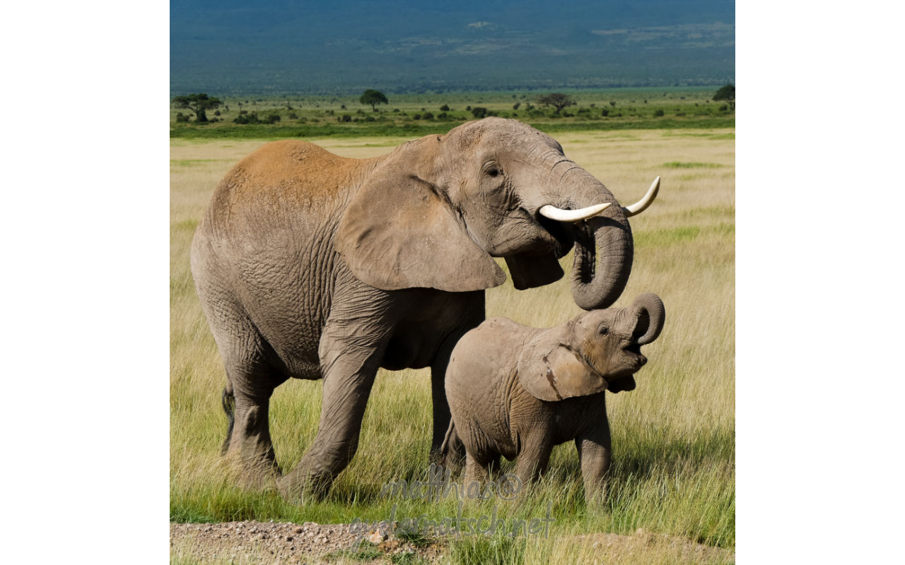 Animals
