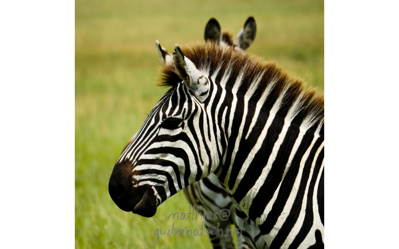 Animals